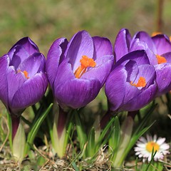 Image showing Crocus