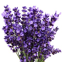 Image showing Lavender