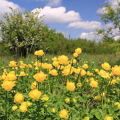 Image showing Globeflower