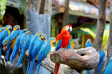 Image showing Big beautiful macaws 