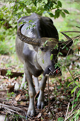 Image showing Beautiful black cow 