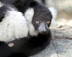 Image showing beautiful lemur