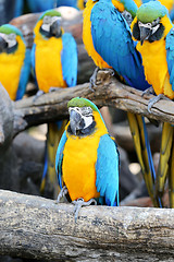 Image showing Big beautiful macaws 