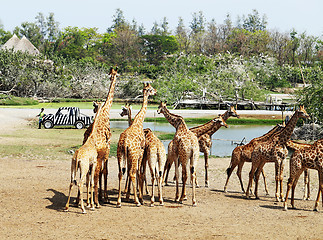 Image showing herd of giraffes