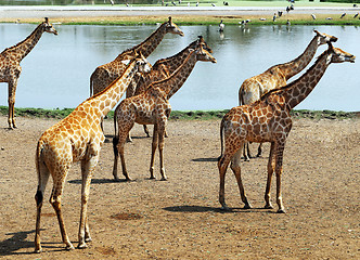 Image showing herd of giraffes