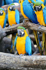 Image showing Big beautiful macaws 