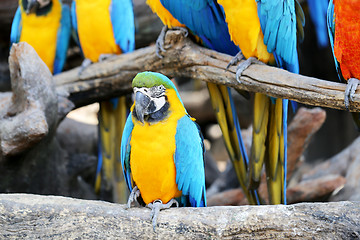Image showing Big beautiful macaws 