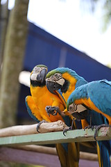 Image showing macaws