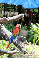 Image showing Big beautiful macaws 