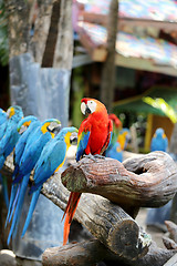 Image showing Big beautiful macaws 