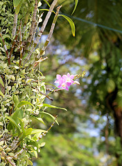 Image showing Beautiful flower 