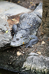 Image showing big crocodile