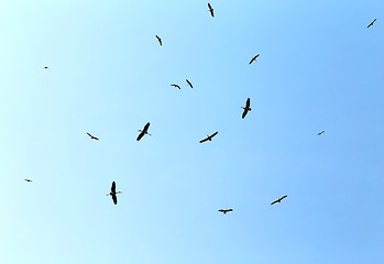 Image showing Flock marabou