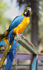 Image showing Big beautiful macaws 