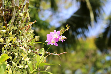 Image showing Beautiful flower 