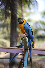 Image showing Big beautiful macaws 