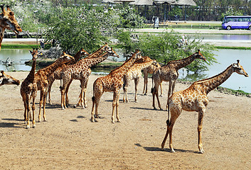 Image showing herd of giraffes
