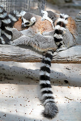 Image showing beautiful lemur