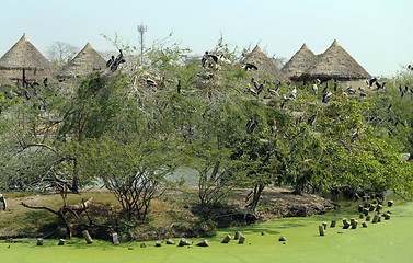 Image showing flock of pelicans