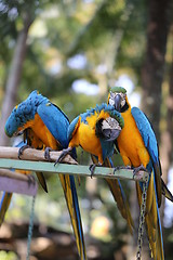 Image showing Big beautiful macaws 