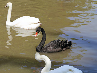 Image showing White and black swan