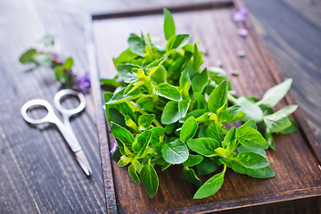 Image showing fresh herb