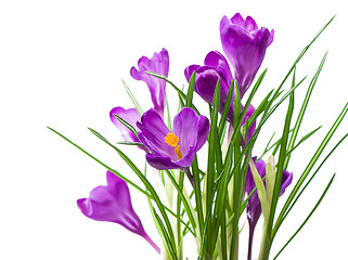 Image showing crocuses