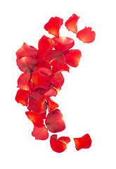 Image showing Red rose petals 