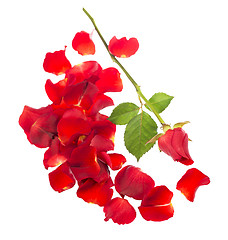 Image showing Red rose petals 