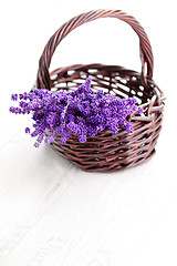 Image showing basket of lavende