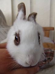 Image showing Rabbit in hands