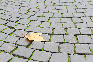 Image showing Single autumn maple yellow leaf fall on paved cobblestone paveme