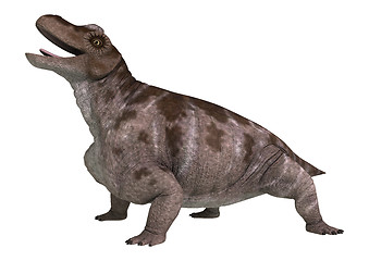 Image showing Dinosaur Keratocephalus