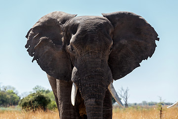 Image showing African Elephant in Caprivi Game Park