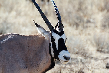 Image showing portrait of Gemsbok, Oryx gazella