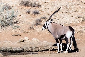 Image showing Gemsbok, Oryx gazella