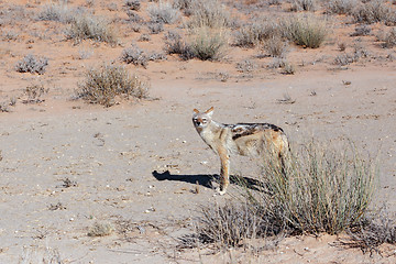 Image showing black-backed jackal (Canis mesomelas) lying in Etosha park