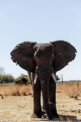 Image showing African Elephant in Caprivi Game Park