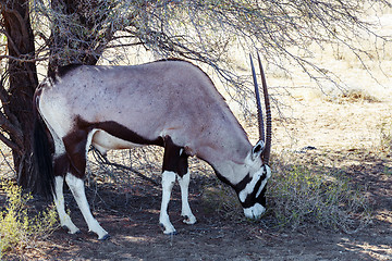 Image showing Gemsbok, Oryx gazella