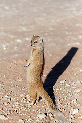 Image showing Yellow mongoose, Kalahari desert, South Africa