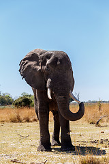 Image showing African Elephant in Caprivi Game Park