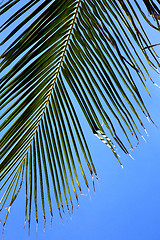 Image showing  bark in kho tao   bay asia isle white   tree    thailand  and  