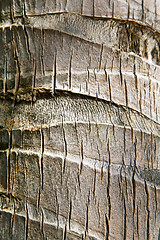 Image showing  bark in kho tao   bay    tree    thailand  