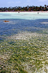 Image showing seaweed beach   in zanzibar  people