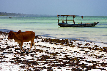 Image showing africa cow  boat pirague in the  blue lagoon relax  of zanzibar 