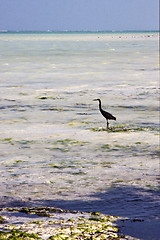 Image showing coastline  bird in the  blue lagoon relax  of zanzibar 