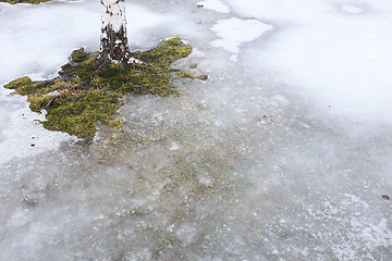 Image showing ground is covered with ice and birch trunk