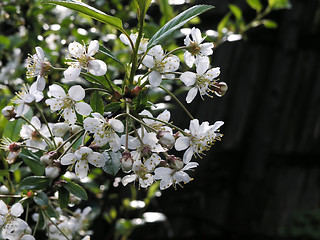 Image showing cherry blossoms in spring on dark background