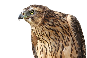 Image showing eurasian sparrowhawk on white background