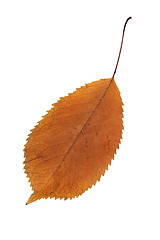 Image showing orange color faded leaf